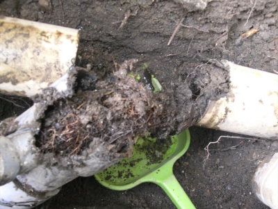 排水口 配管 配水 根っこ 原因 土砂 汚泥 管 詰まり 閉塞