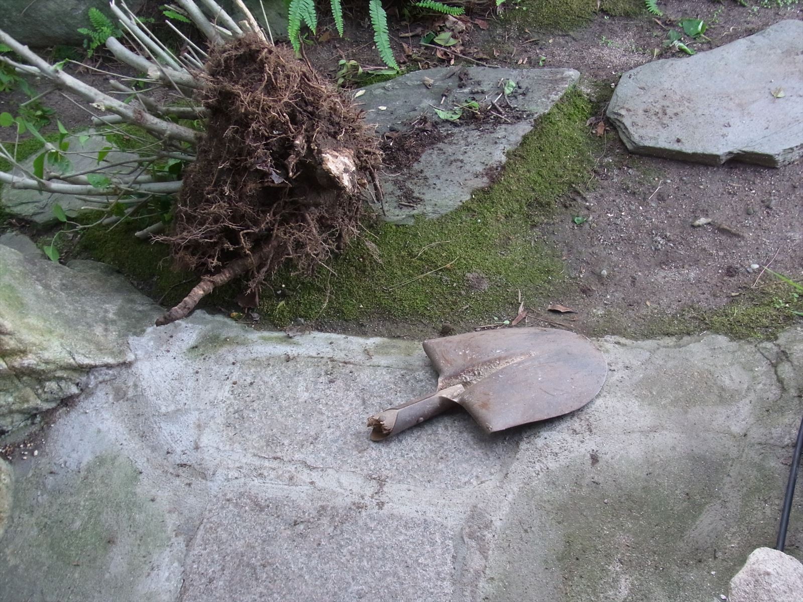 なかなか抜けない植木の根っこをどうにしかして抜いてみた Blog