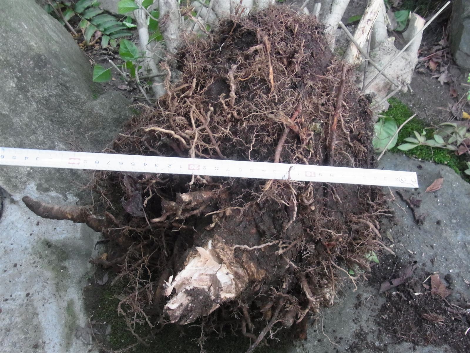 なかなか抜けない植木の根っこをどうにしかして抜いてみた Blog
